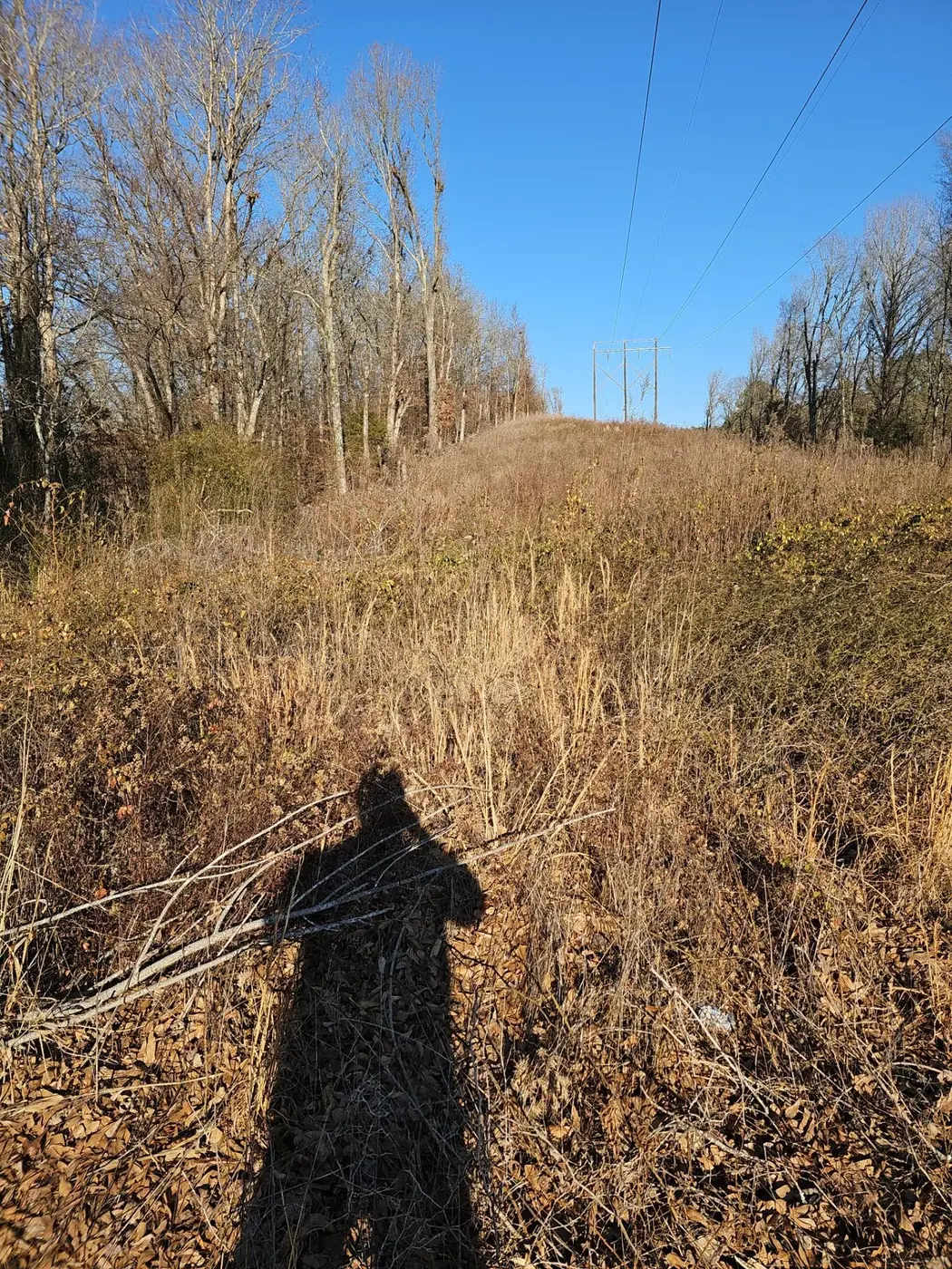 Overgrown acreage before clearing