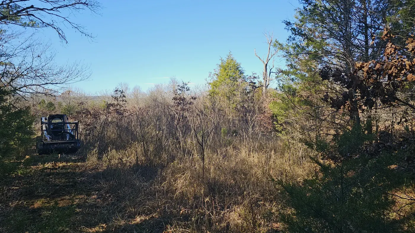 Dense brush before clearing