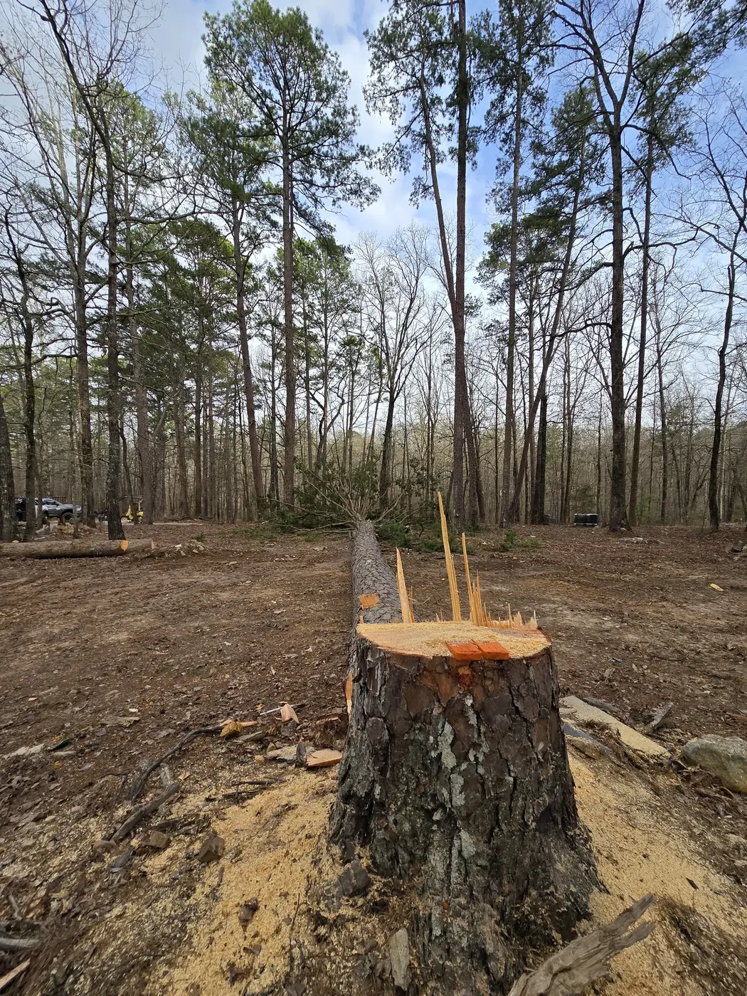 Controlled tree removal completed