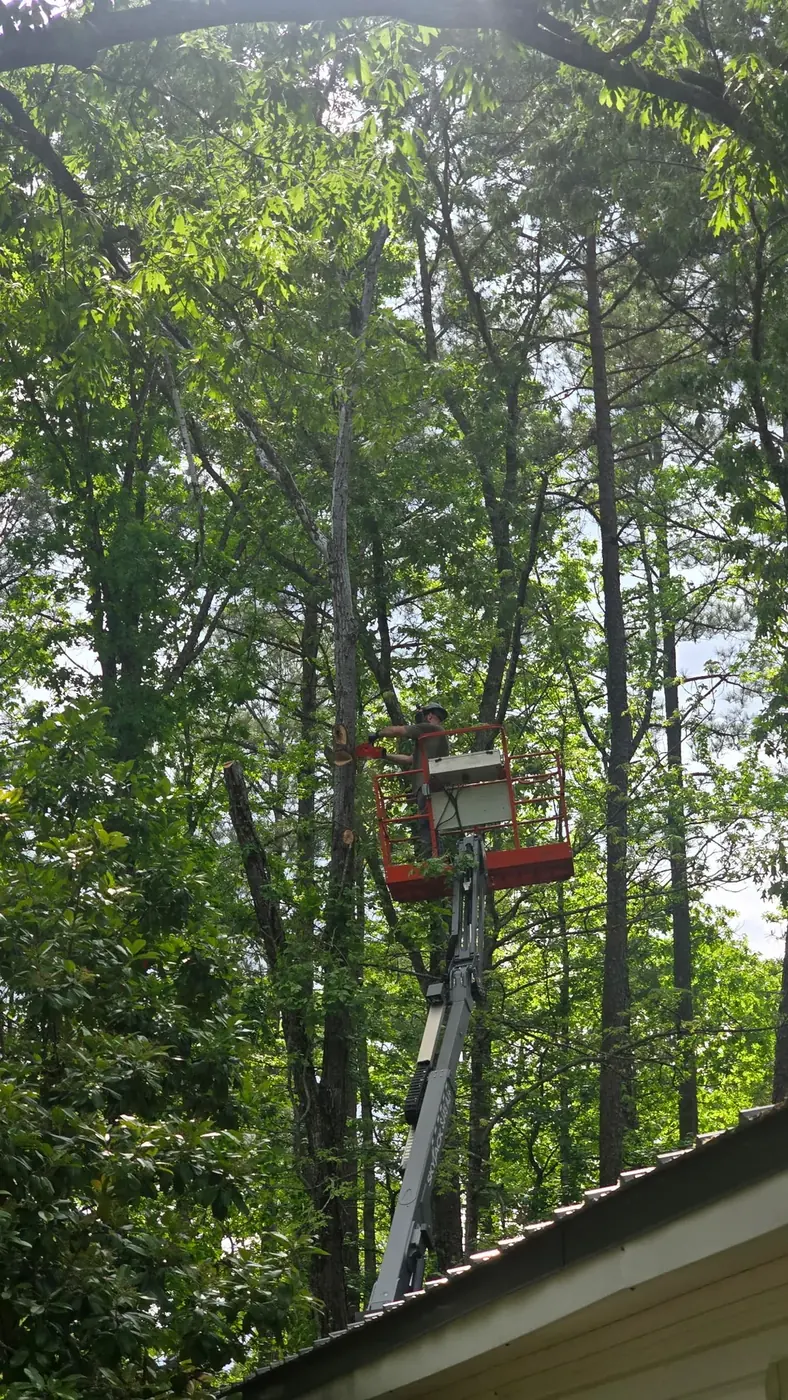 Lift-assisted tree work on a wooded property