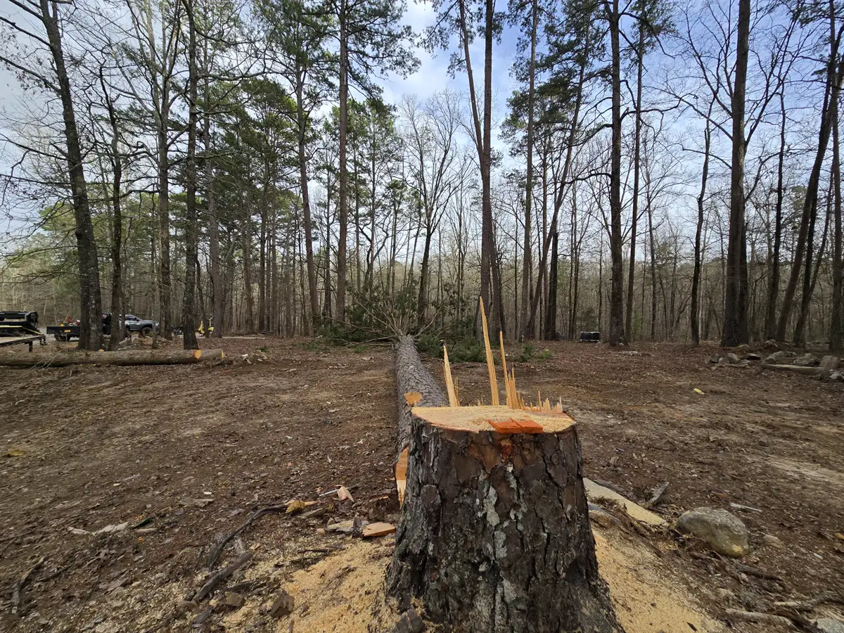 Felled pine and fresh stump on cleared ground