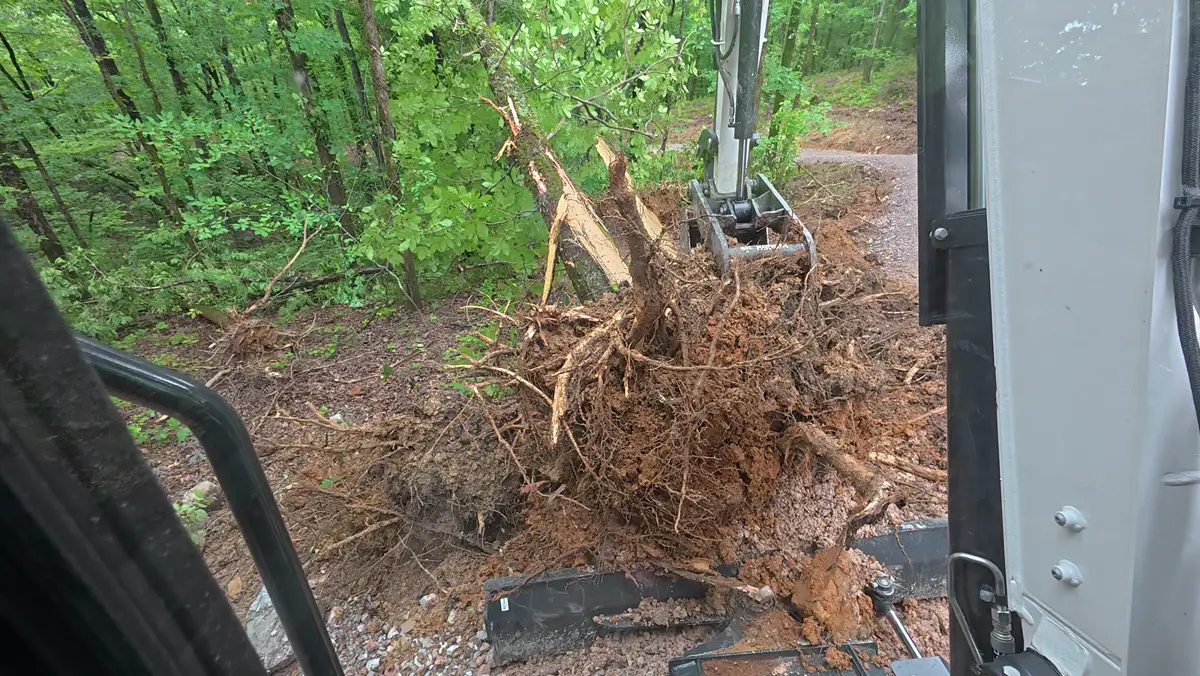 Pulled stump with its root ball on a dirt track
