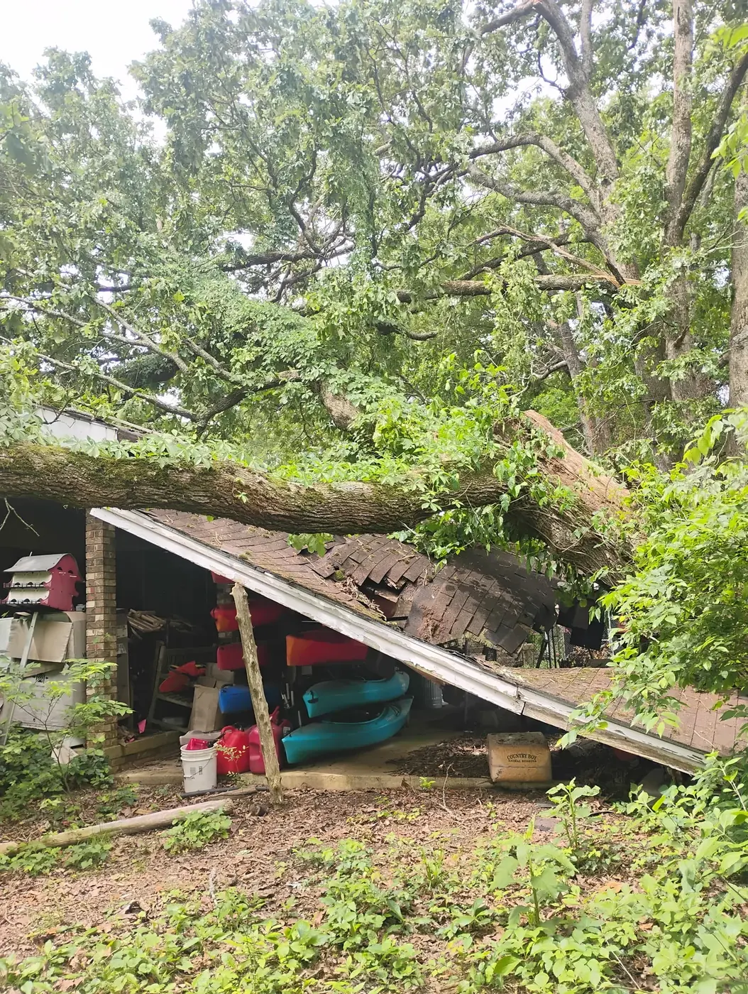 Large tree across a roof before removal