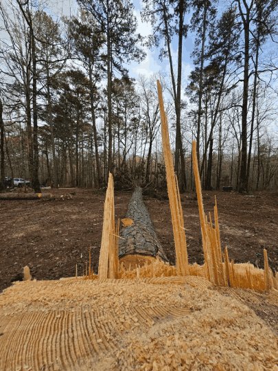 Storm-damaged pine felled for removal